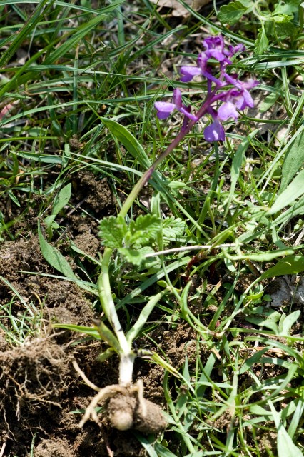 orchis laxiflora